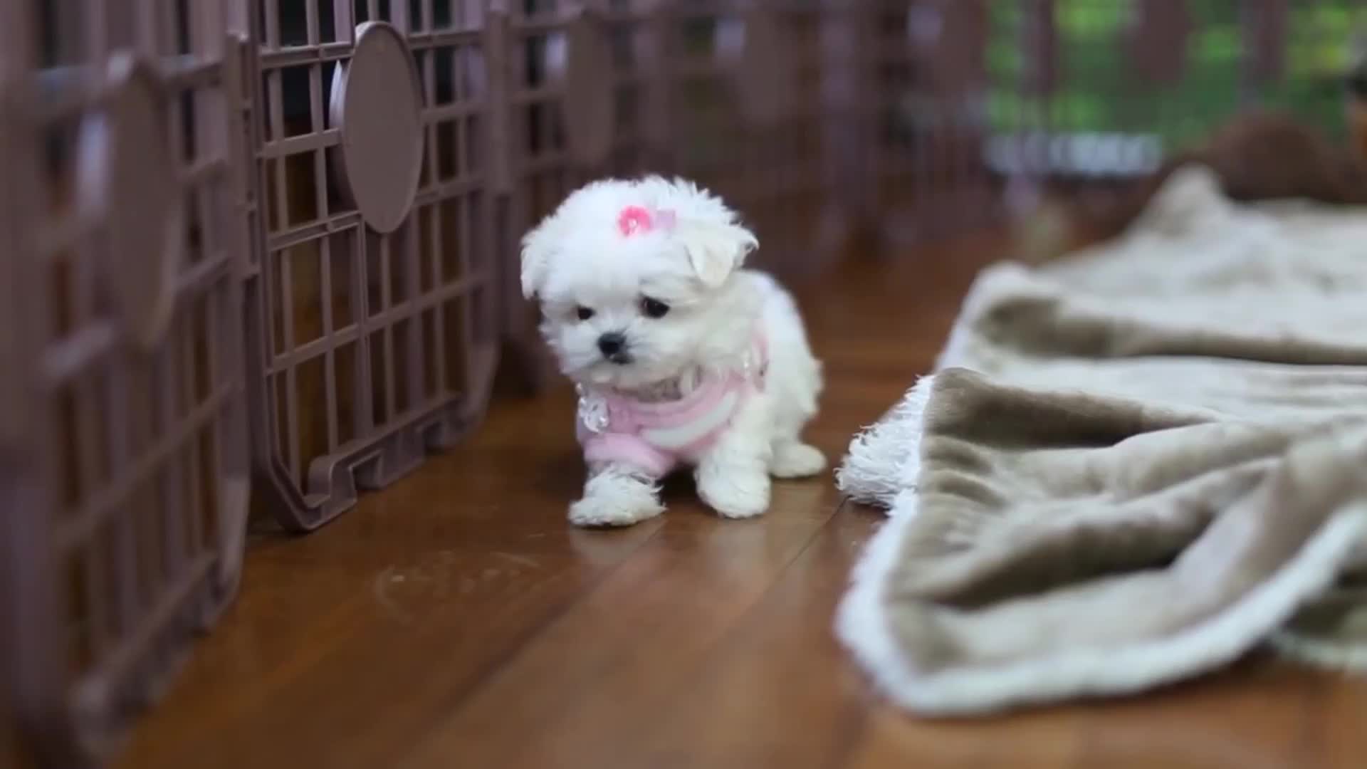 网上很火的茶杯犬到底是怎么来的看完之后让人心酸