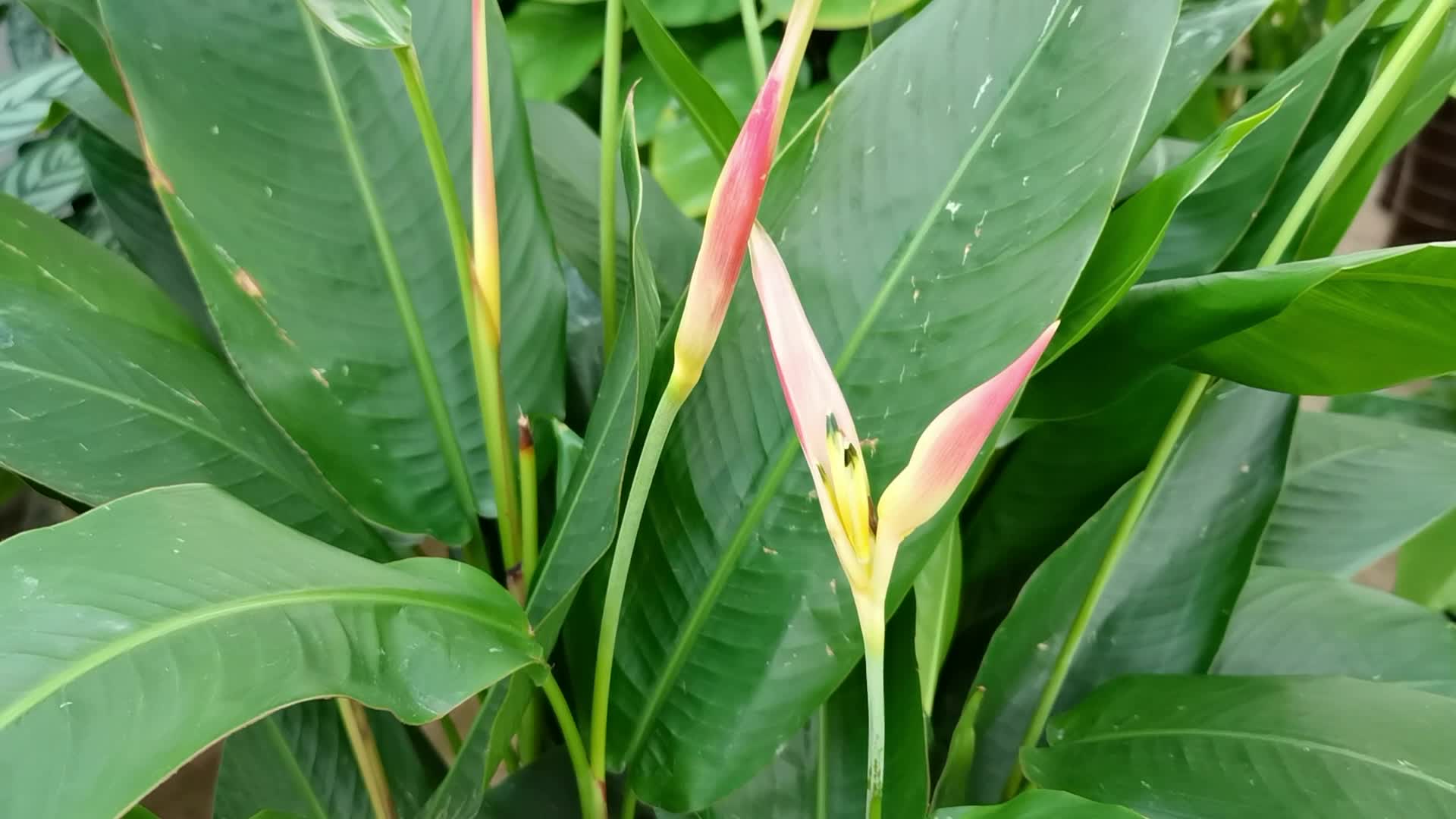 红鸟蕉原创视频