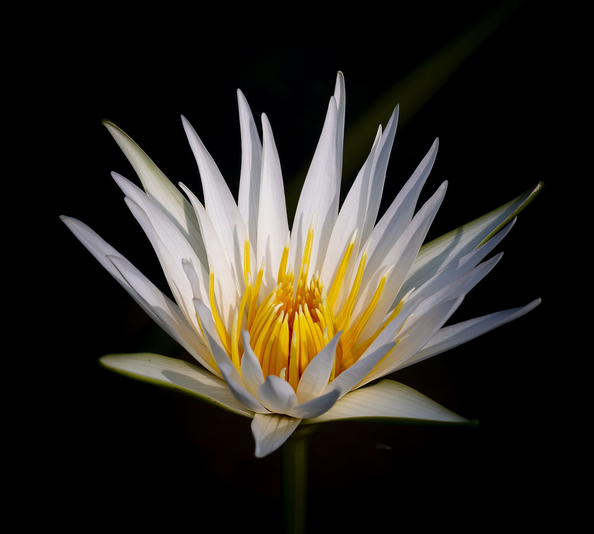 原创随拍:妖艳的热带睡莲,圣洁的荷花