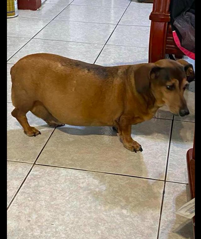 腊肠犬吃得太胖,长肿瘤主人也没发现__财经头条