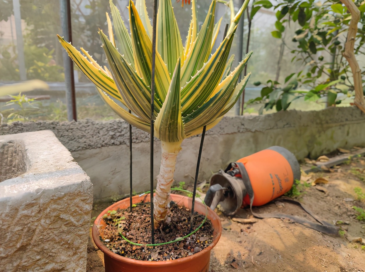 芦荟养成老桩,身价才会翻倍,自己观赏也漂亮,教你正确栽培方法