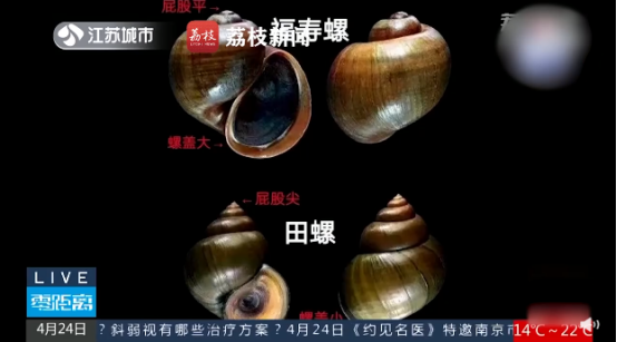 福寿螺田螺傻傻分不清误食福寿螺或引发致命疾病