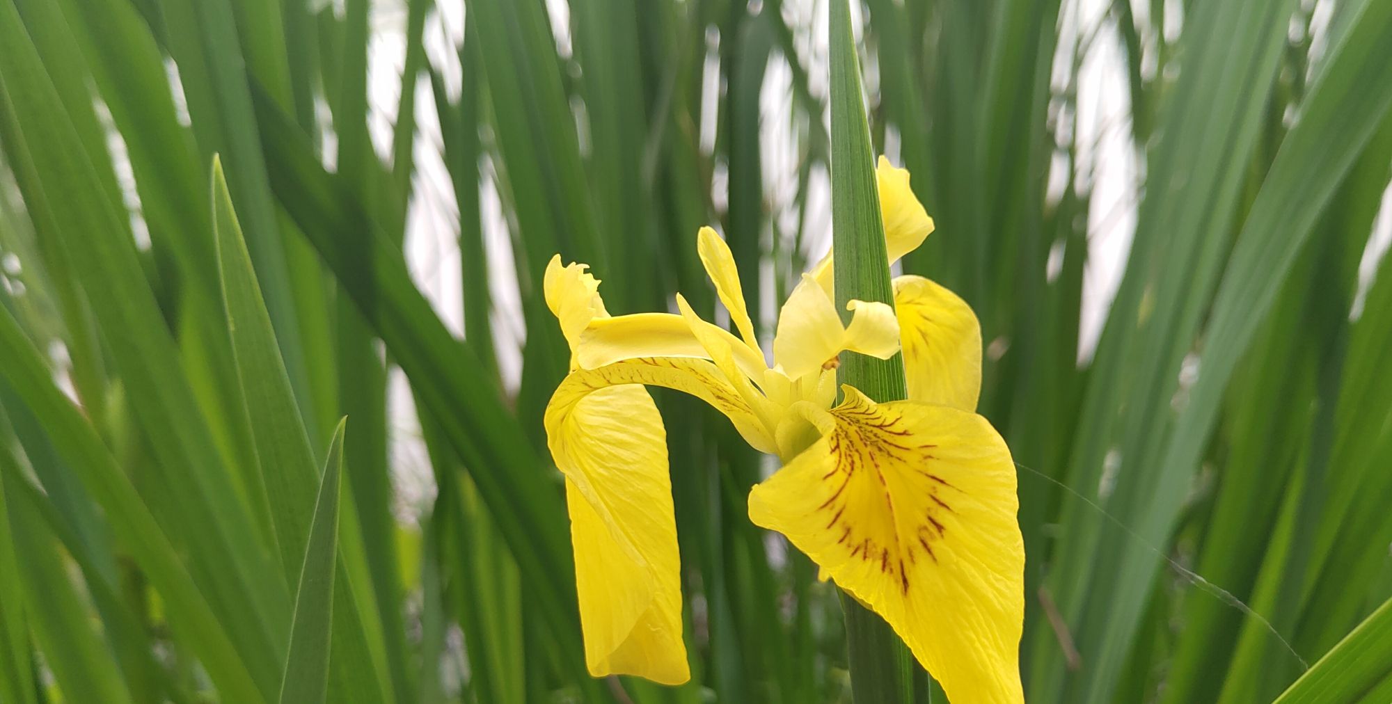 春日游湖 巧遇新花