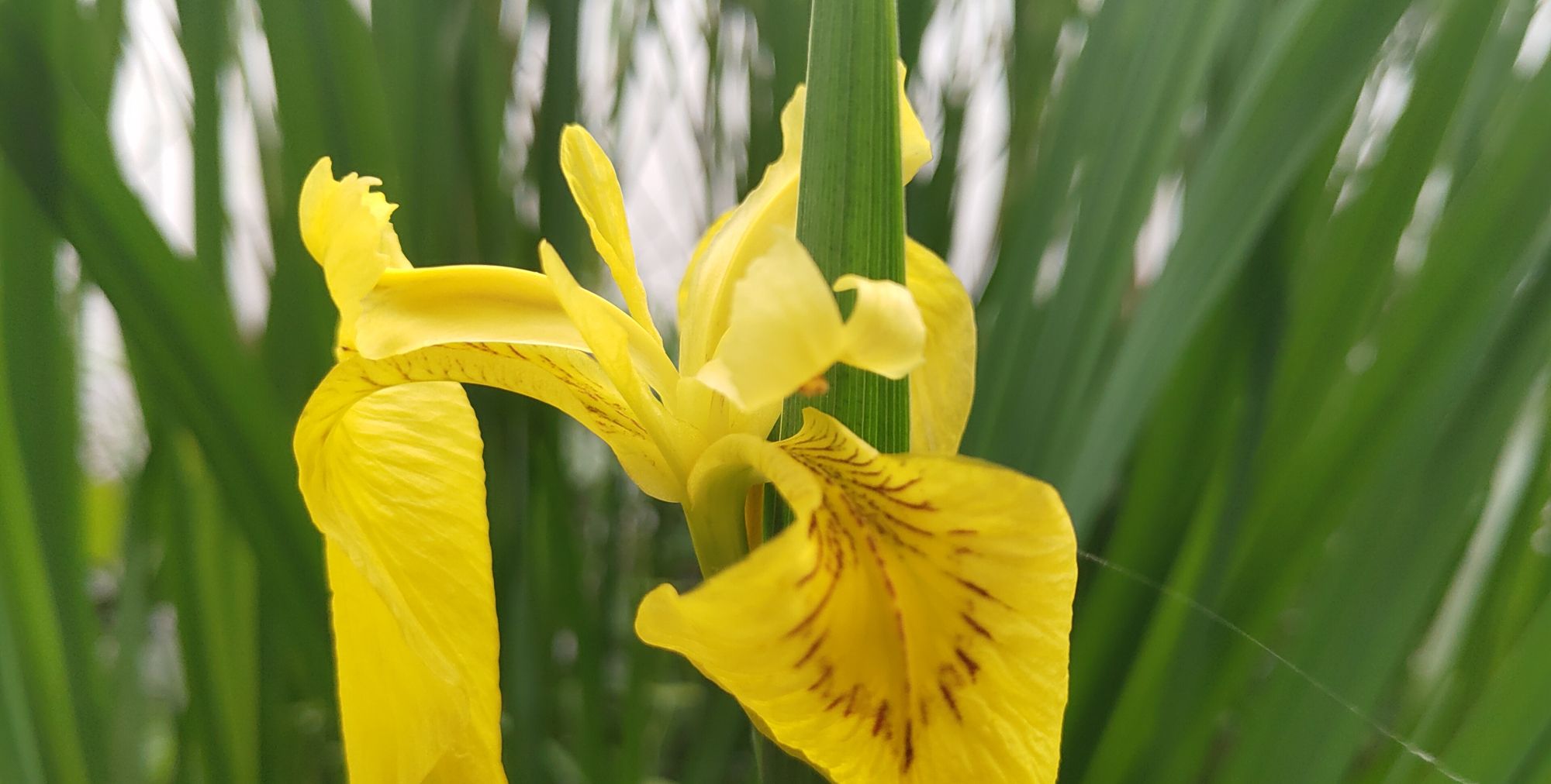 春日游湖 巧遇新花
