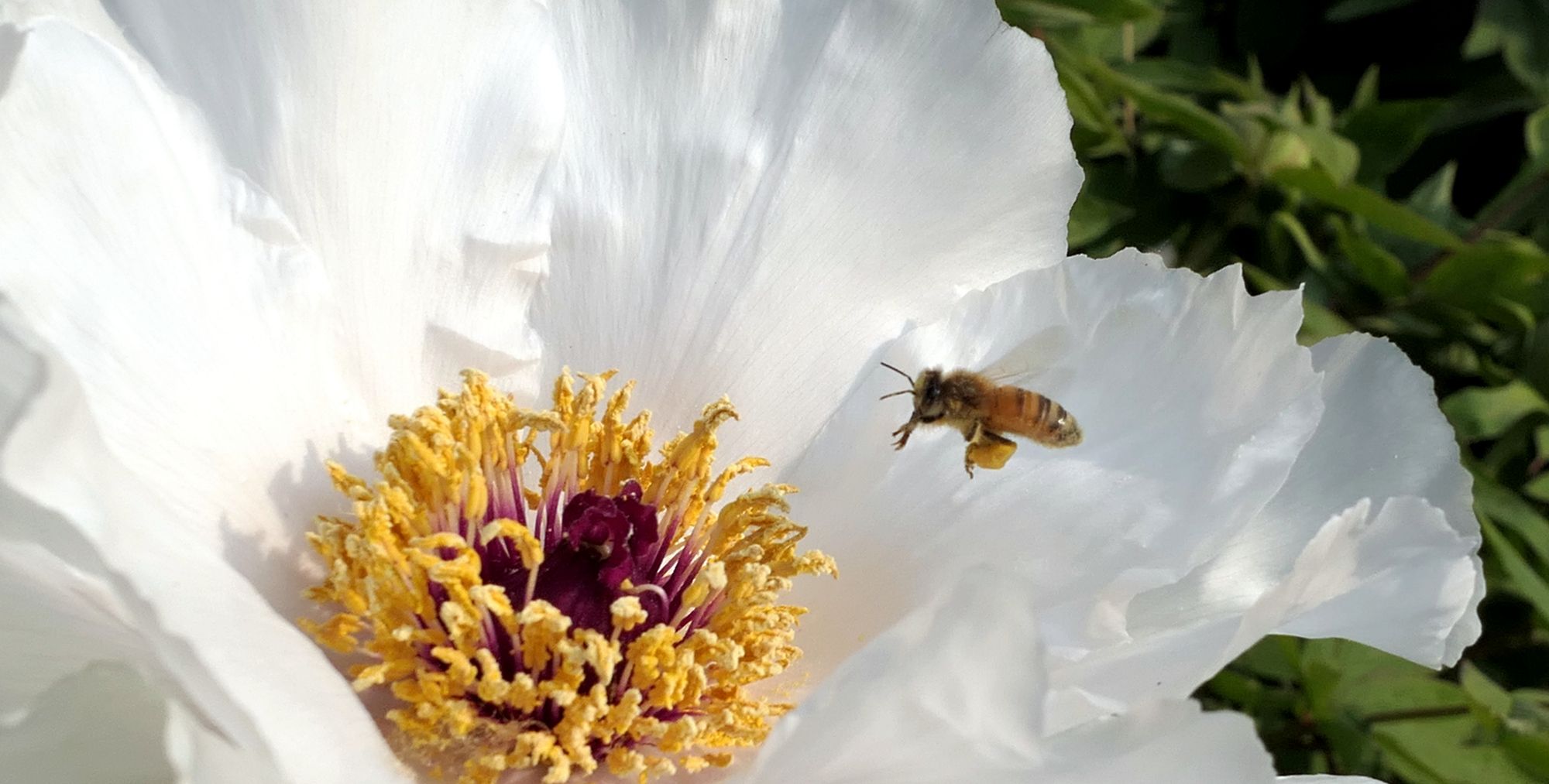 勤劳的蜜蜂与牡丹-中关村在线摄影论坛
