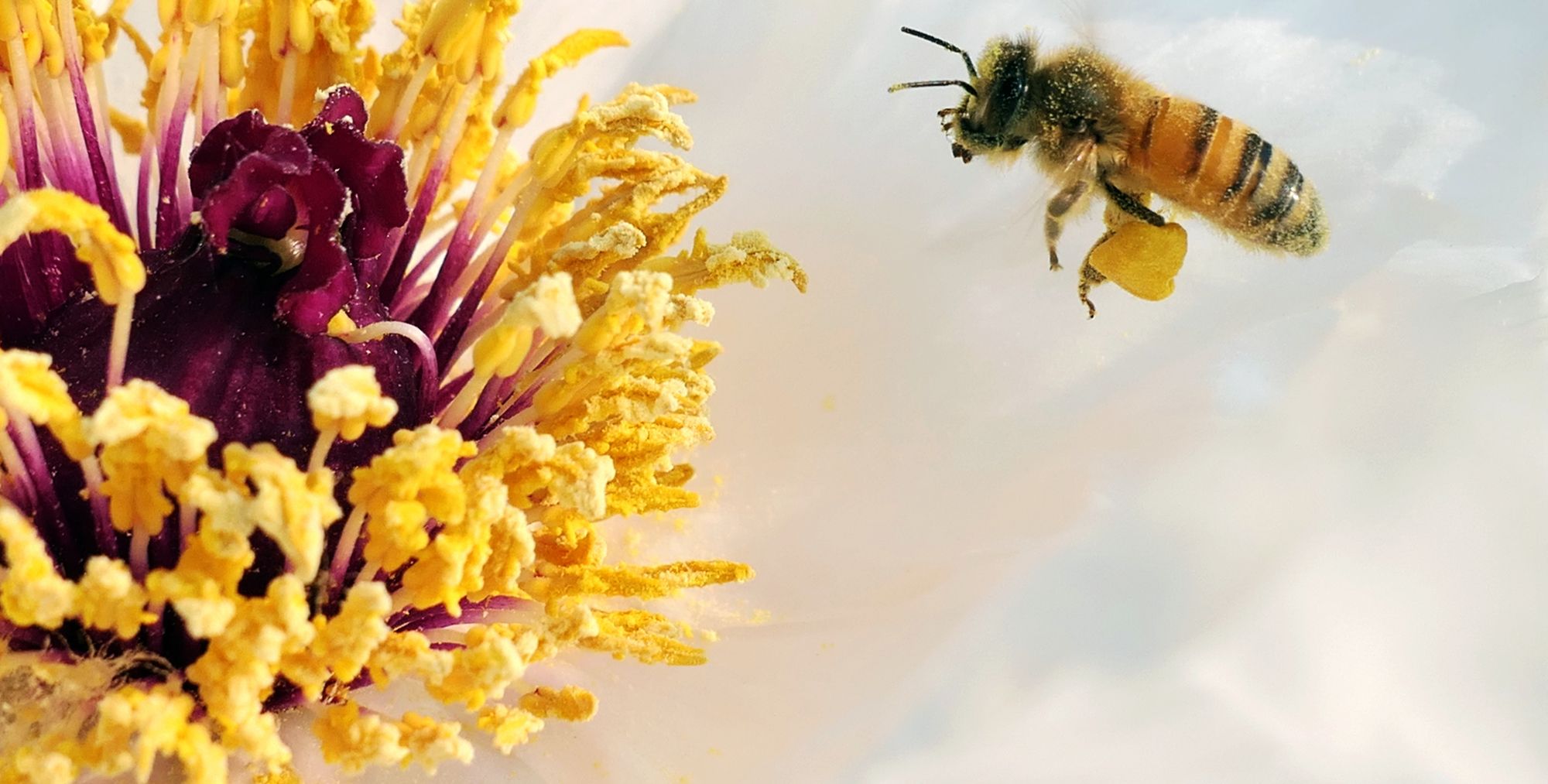 春暖花开,郁金香蜜蜂和牡丹