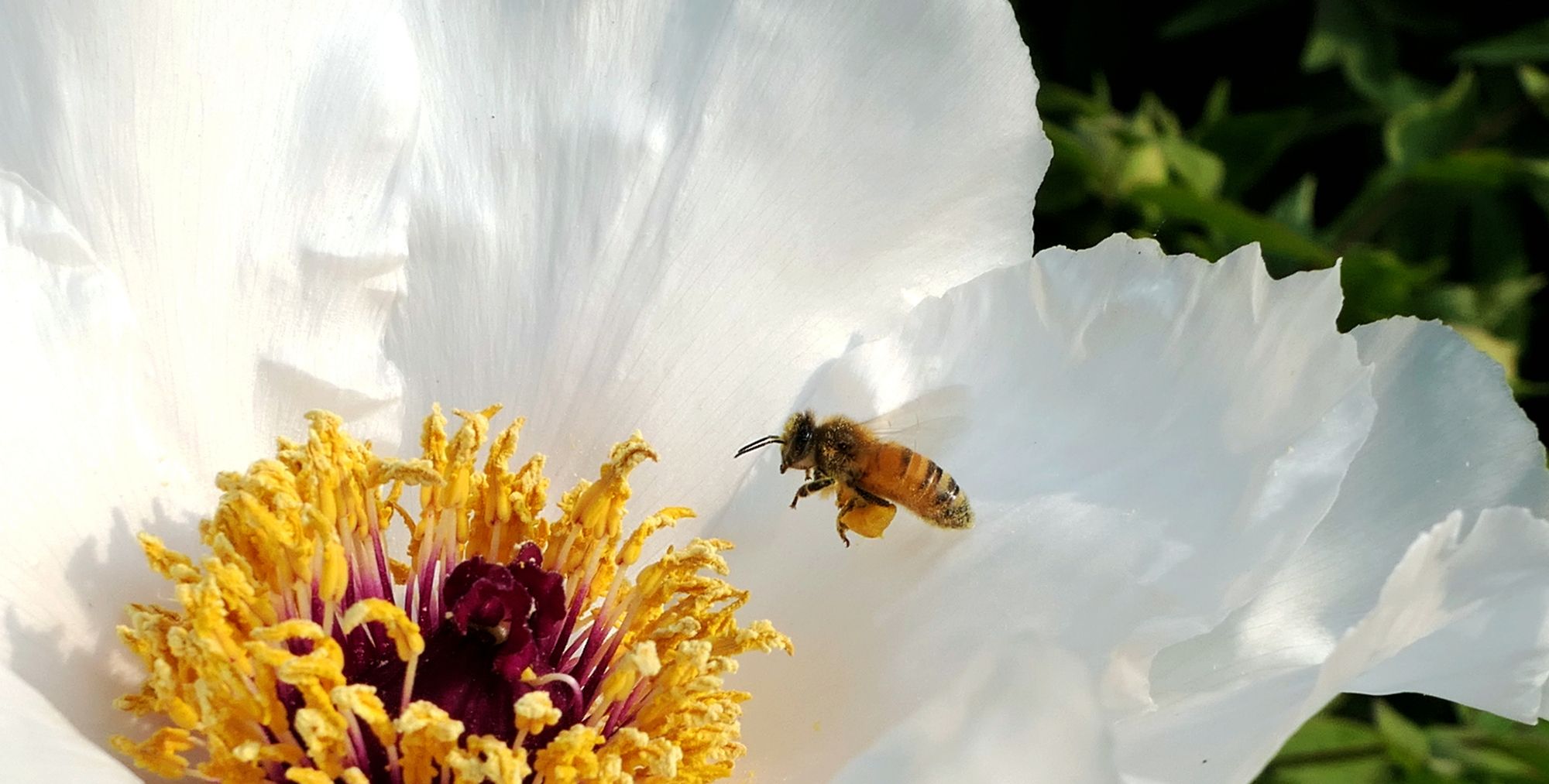 牡丹花上采蜜的蜜蜂