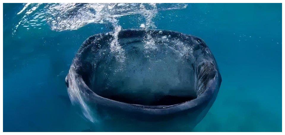 人类掠食者眼睛之谜 人类如何成为顶级掠食者