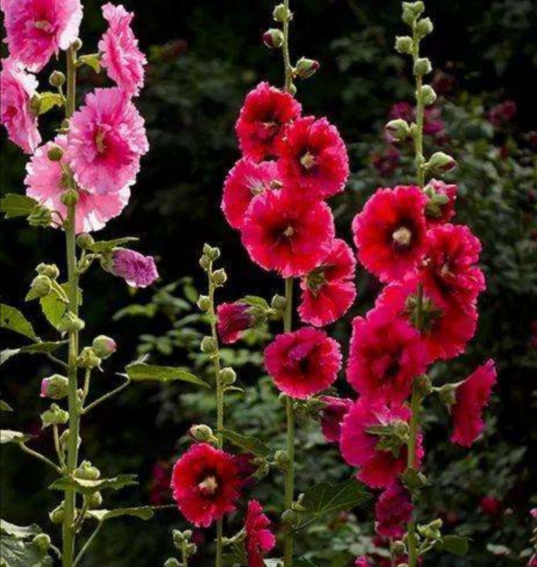 路边常见的1种花俗称一丈红开花漂亮花期长