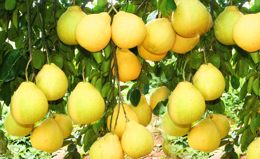 容县沙田柚,多汁又甜香|品牌价值|沙田柚|容县_新浪新闻