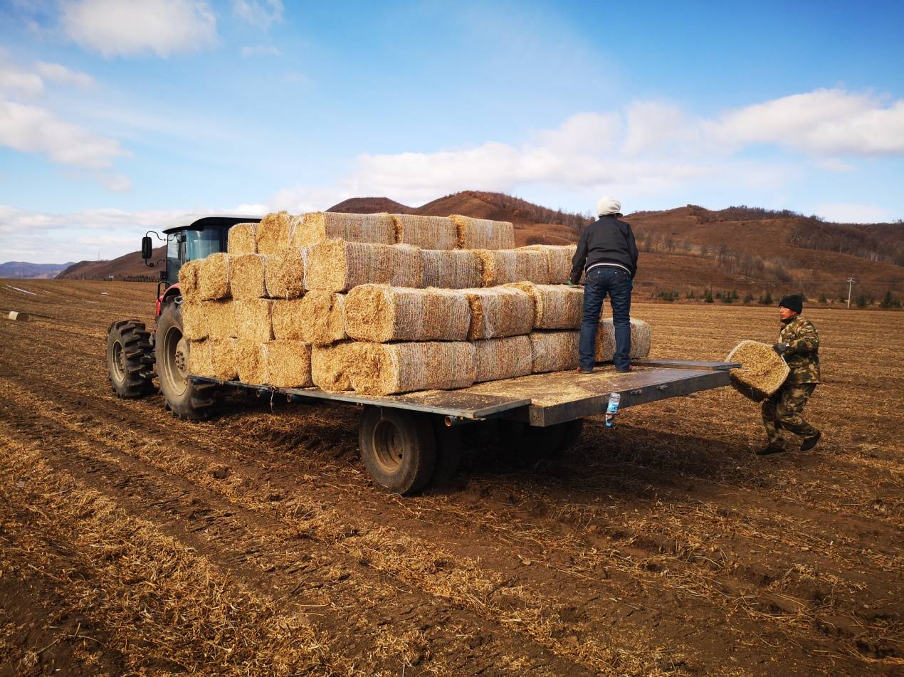 绰尔河农牧场:大豆秸秆解决民生难题