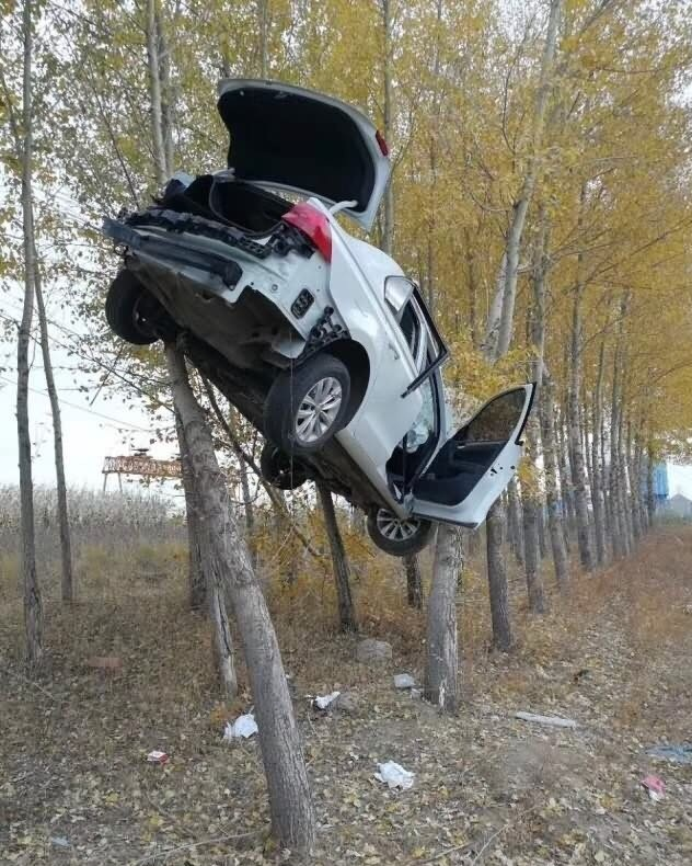 车子竟然莫名其妙的开到了树上,女司机的解释令人佩服-新浪汽车