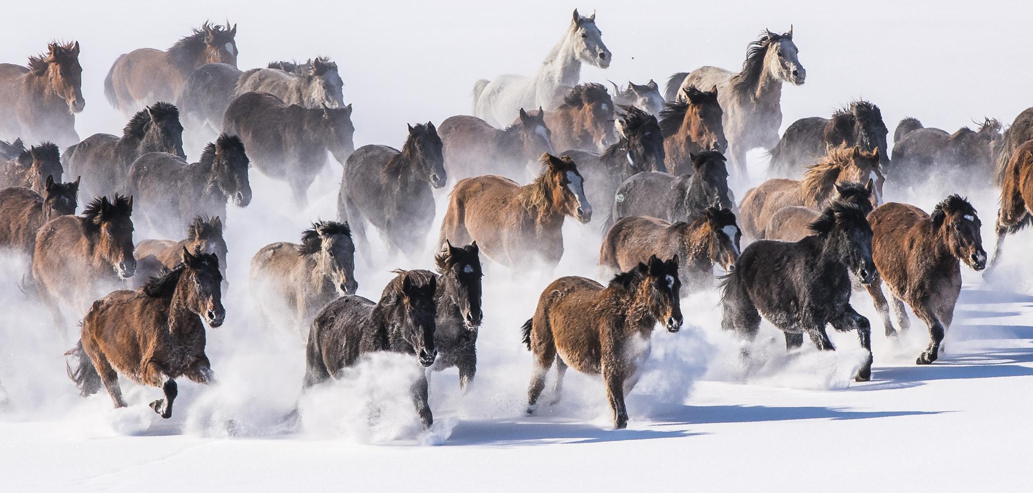 新疆昭苏天马踏雪竞风流