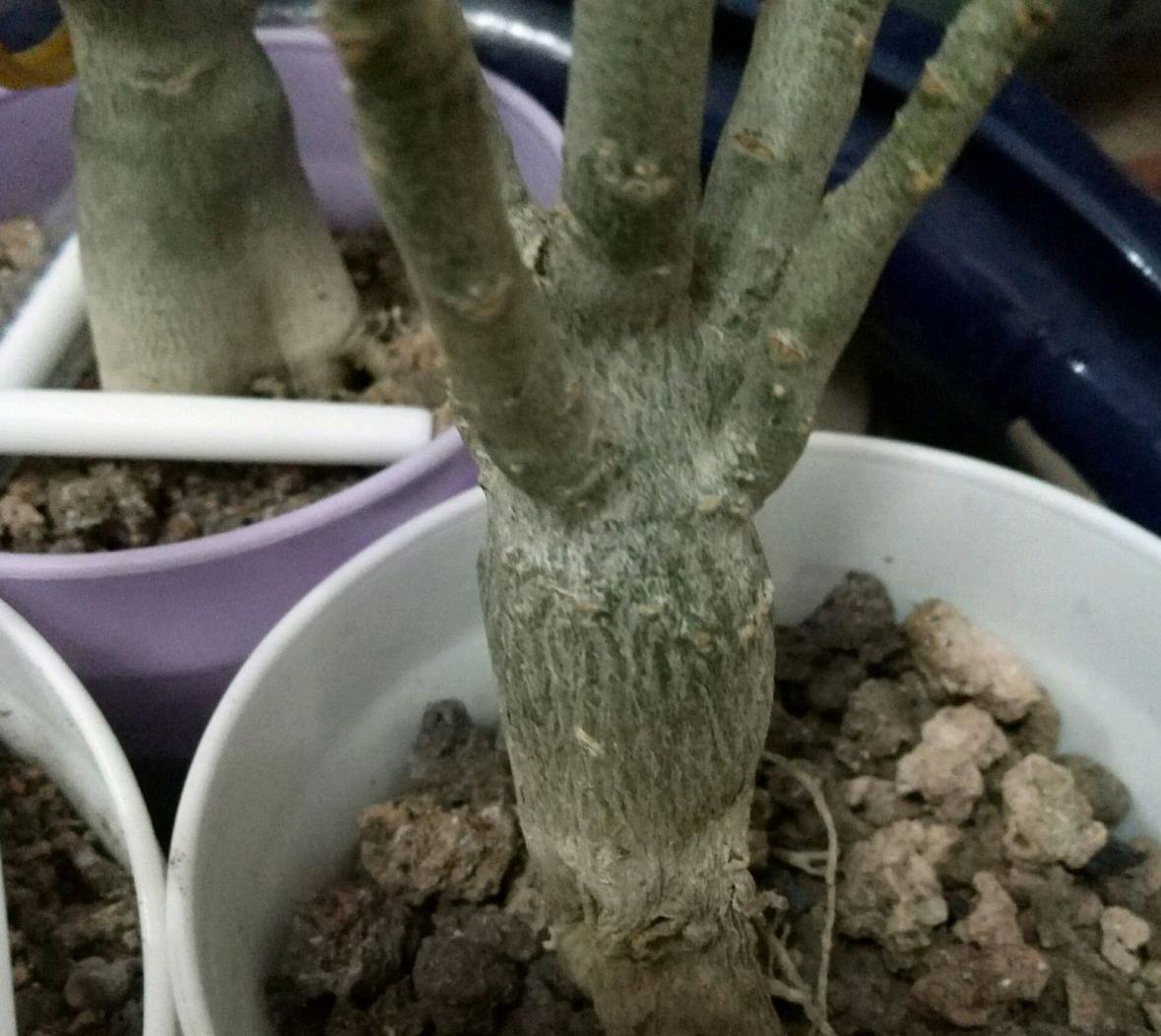 手贱浇水烂根的沙漠玫瑰怎么养上当了吧3个急救方法试一试