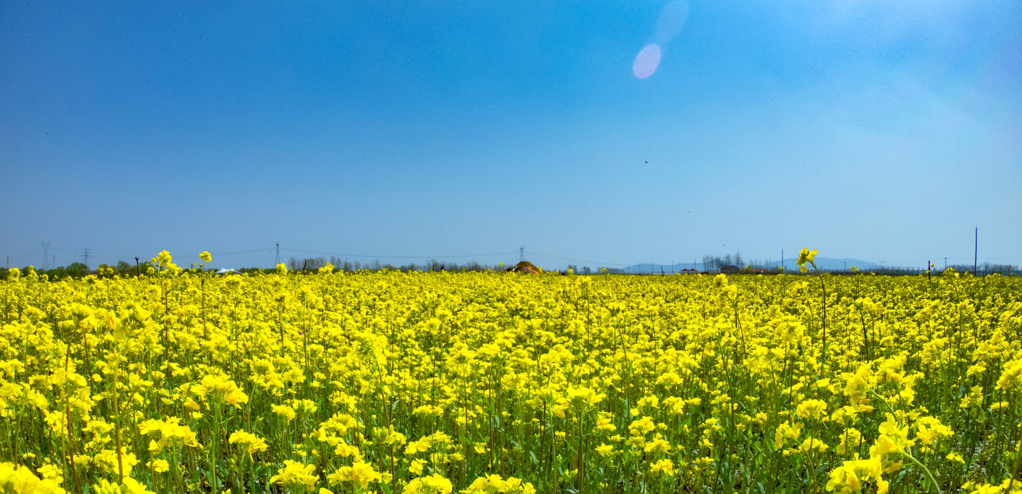 临沂花海,"醉"美花海就在这!在这!在这!