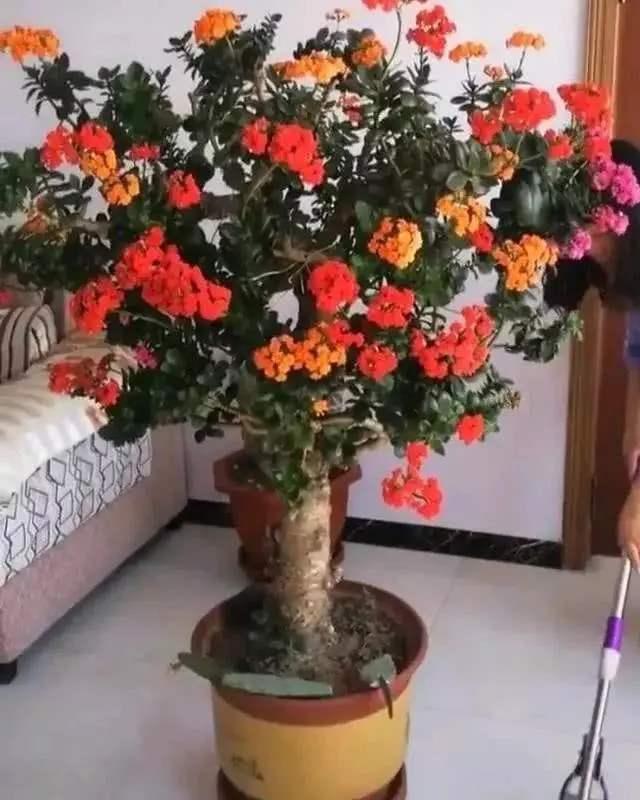2个小方法长寿花养成棒棒糖开成老花树