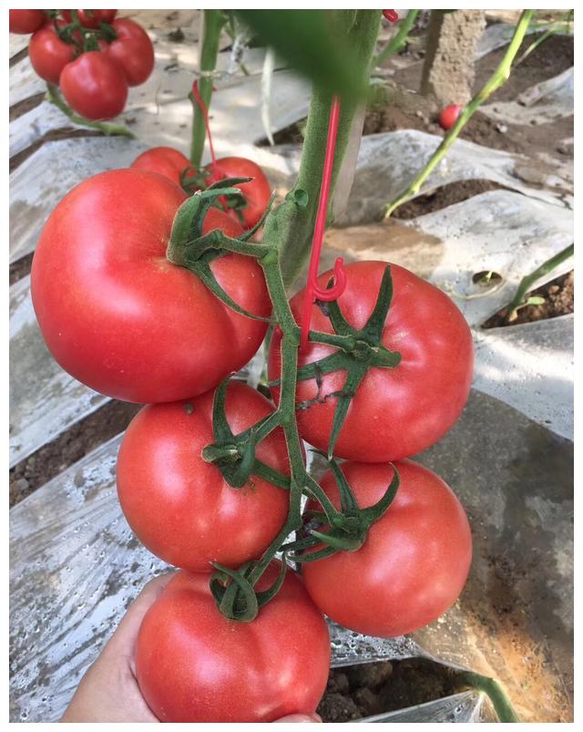 尿液里种出的西红柿,你敢吃吗?...