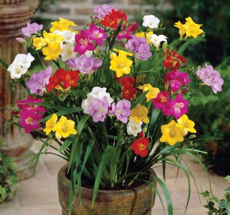 4种盆栽花有最美草花之称，花似玫瑰，全年开不停