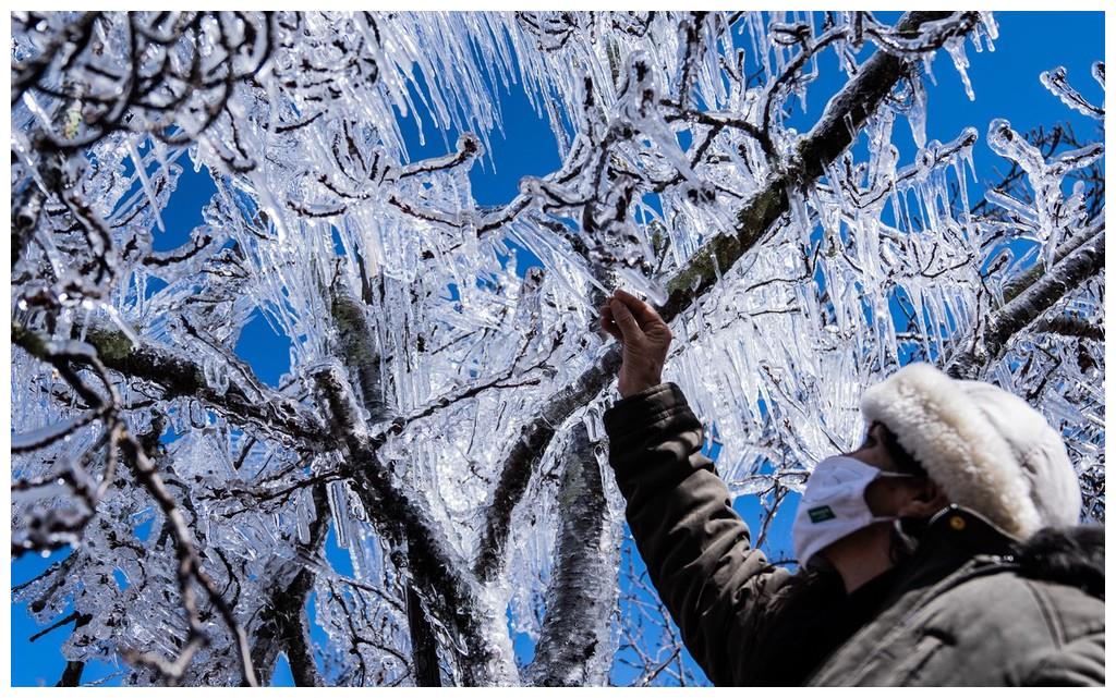 南北半球冰火两重天 巴西罕见降雪树木挂冰凌