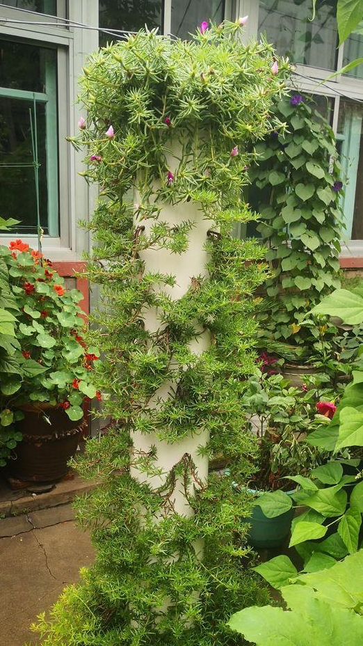 太阳花造型图片大全(太阳花造型图片大全欣赏) - 123植物网