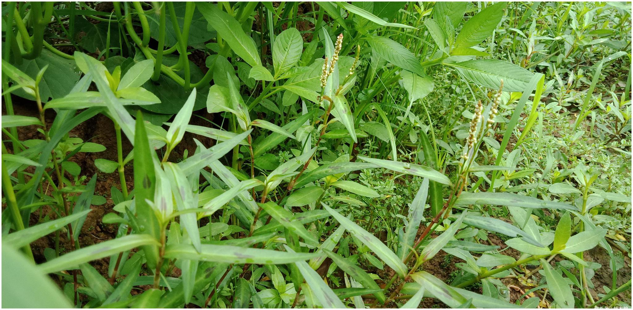 田地里除不尽的杂草:辣蓼,也叫醉鱼草,是制作酒曲的上好材料