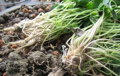 遍地可见三叶草根下长着水晶萝卜网友后悔只吃草了