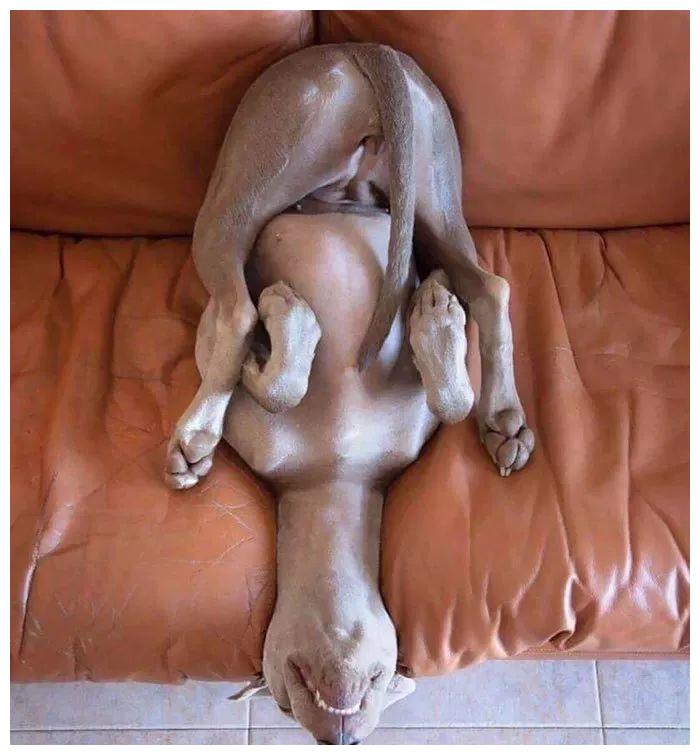 第一届狗狗奇葩睡姿大赏:哈哈哈哈看一次笑一次!