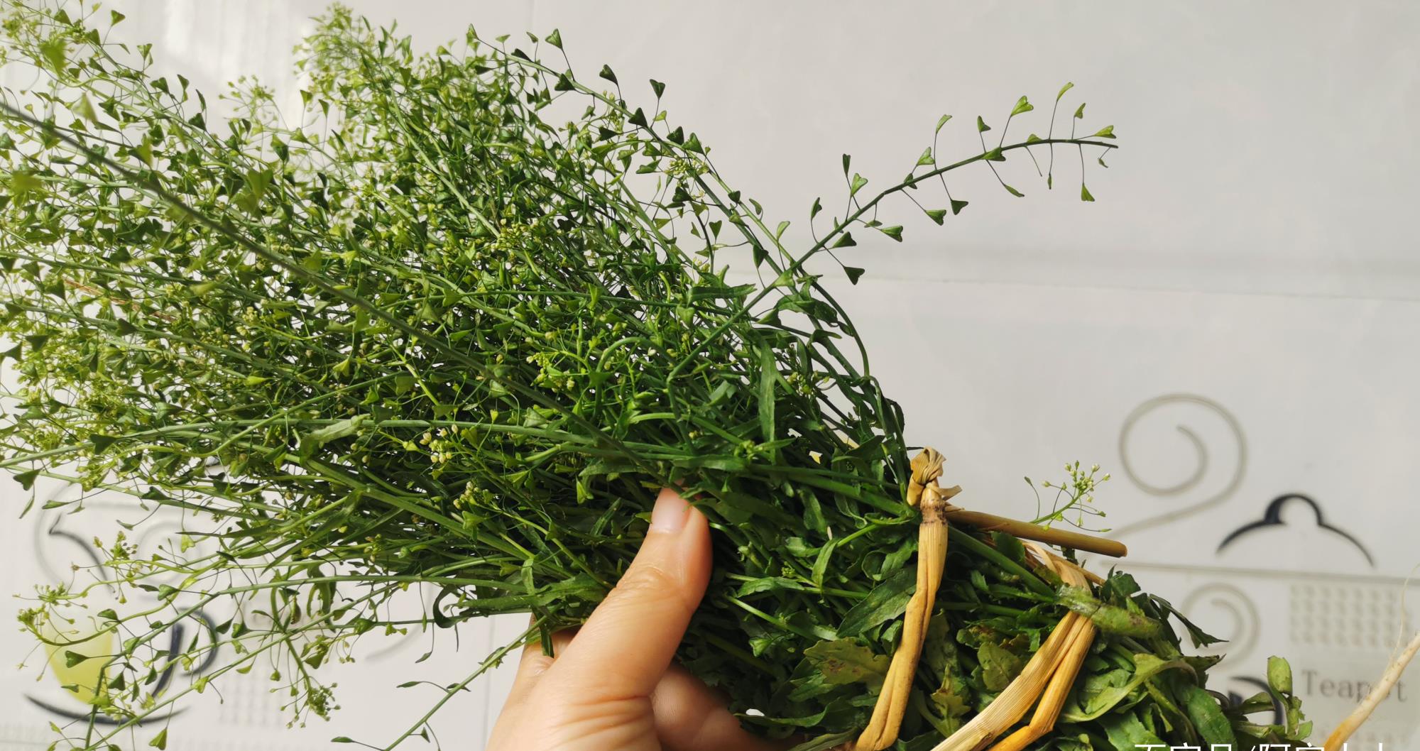 地菜子的营养十分丰富,价值极高,有兴趣的朋友可翻找一下药典,里面