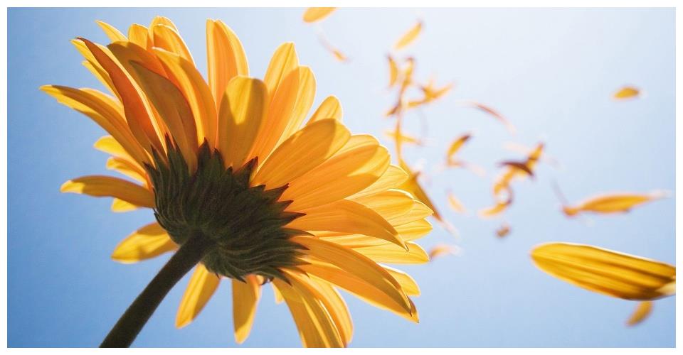 8月下旬 桃花纷纷 爱情运飘红 有望获得佳缘的4大星座 佳缘 桃花 爱情 新浪新闻