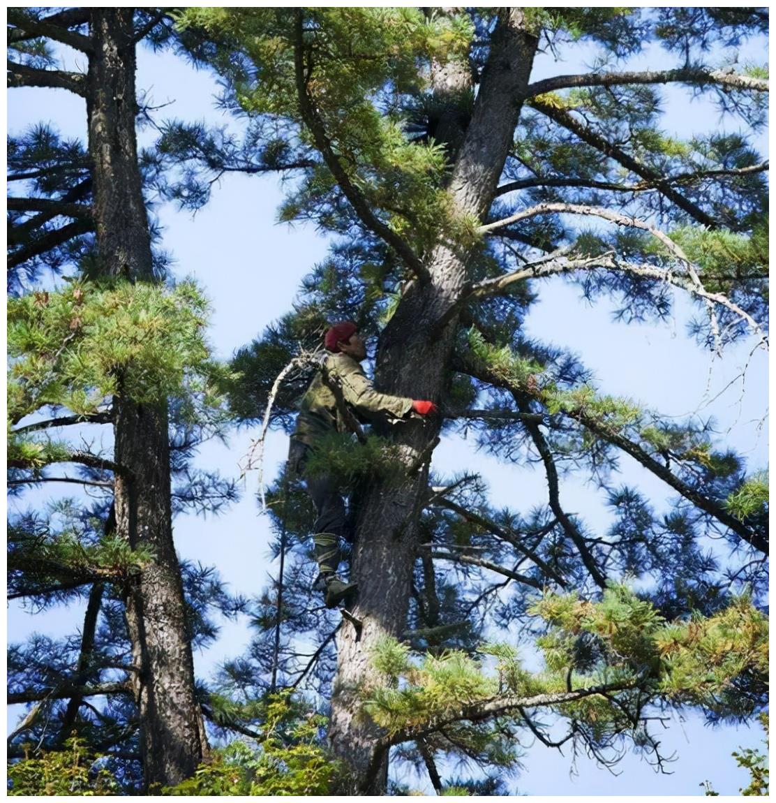 "塔帮"的生意源源不断,但他们早已不用爬树打松塔了,他们都是使用氢