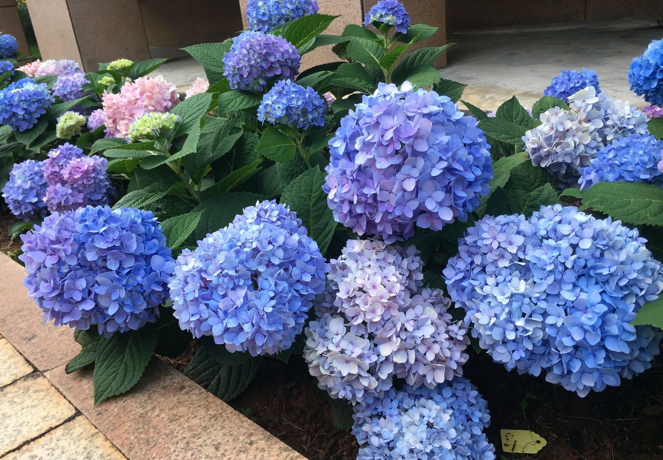 营养袋栽种的绣球花盆栽怎么上盆?