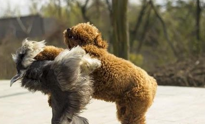 泰迪犬为什么总是狗仗人势原来有这5个原因别再误会了