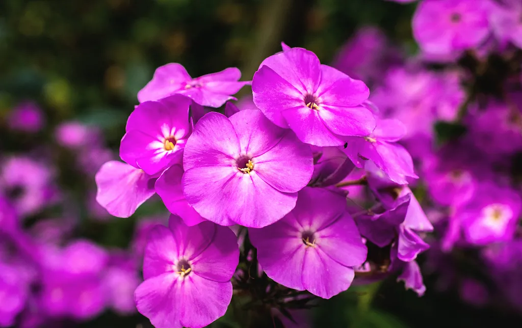 12星座的幸运花选对就没有水逆一说了