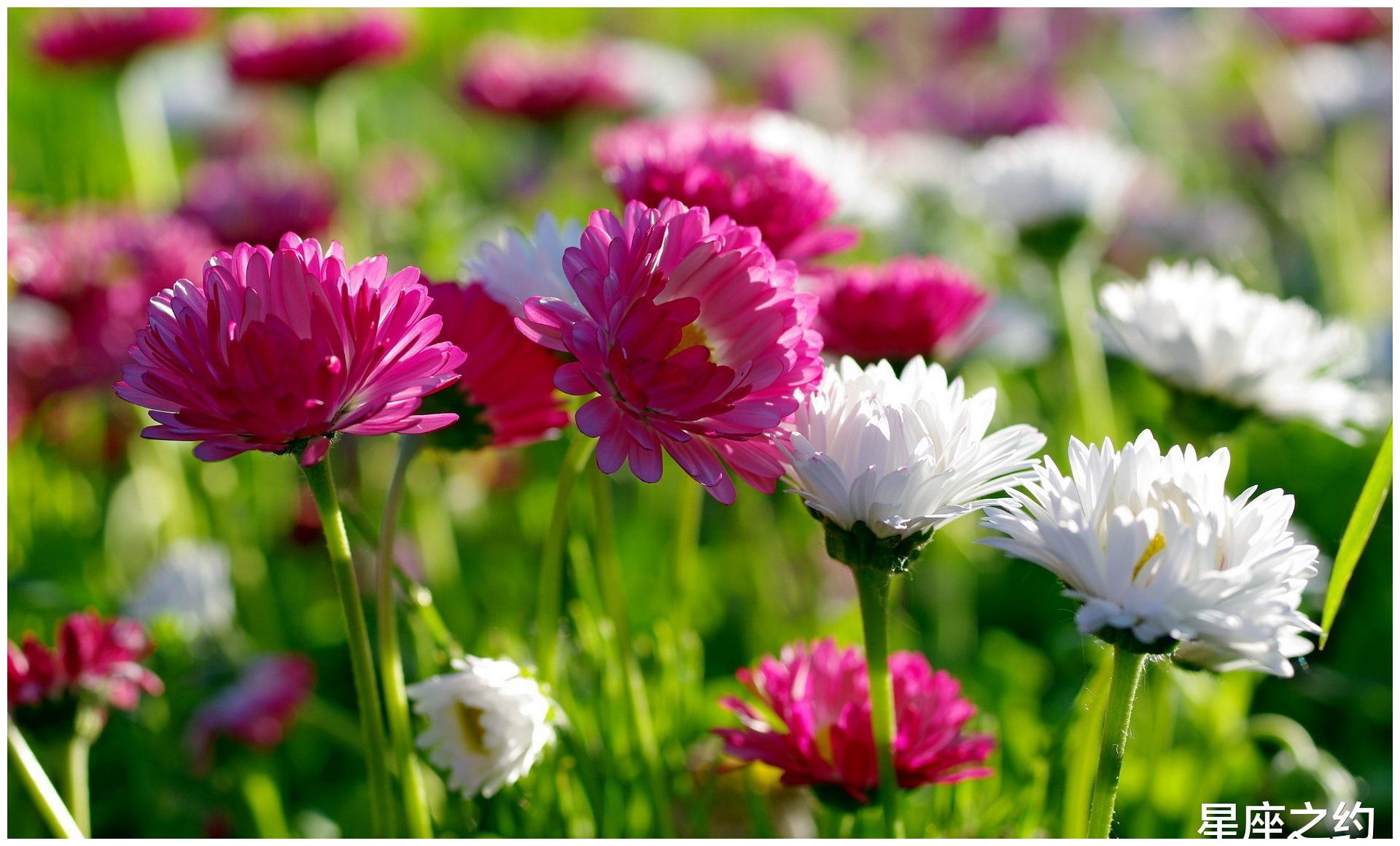 4月11日 17日星座运势 白羊座全力以赴 摩羯座深思熟虑 财经头条