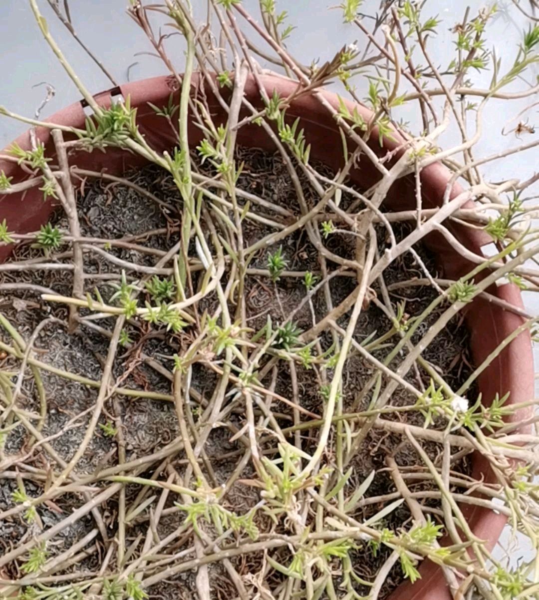 大部分都是当年播种,当年播种的太阳花更易出花芽,开花更容易爆盆