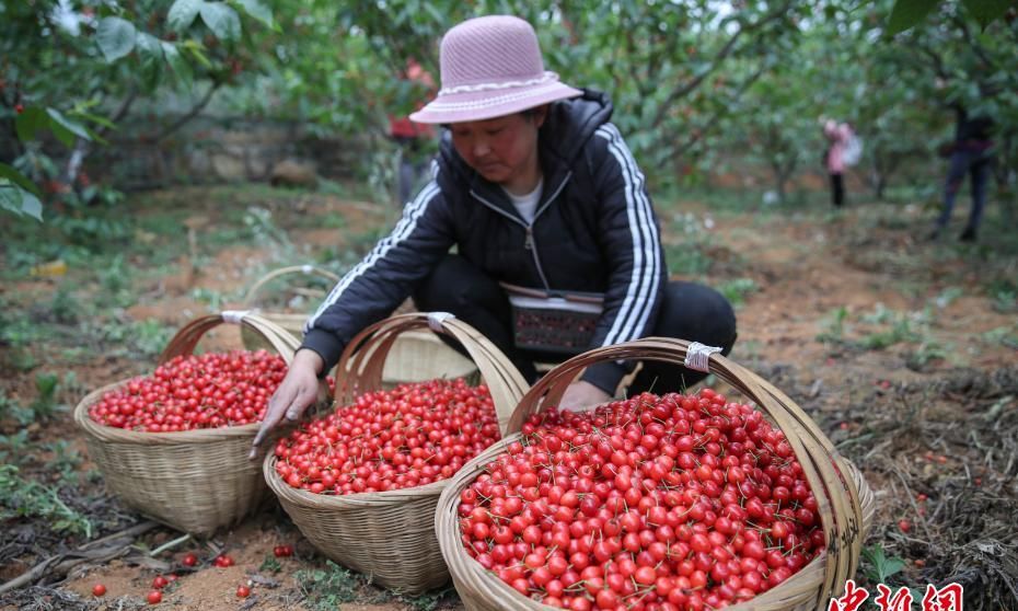 贵州纳雍樱桃进入采摘季