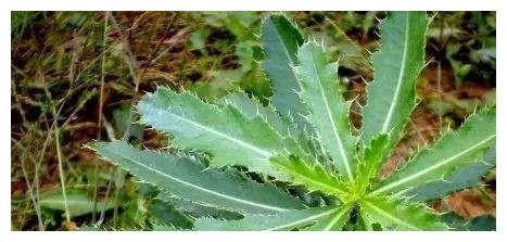 刺菜就是我们经常在荒山野岭,河湖沟渠