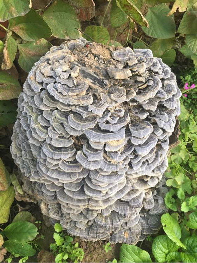 男子山上瞧见一堆奇怪蘑菇,回去询问后,才知是罕见宝贝|蘑菇|云芝