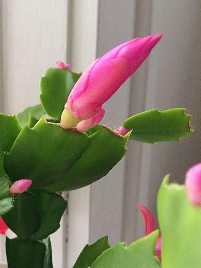 刚买蟹爪兰带很多花苞,开完就再没见过花,做好5点花开一簇簇