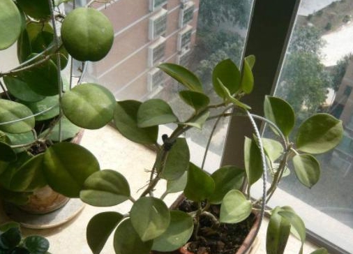 会开花的狗舌藤四季花不断堪称天然空气清新剂值得栽培