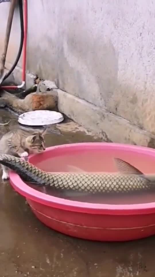 当猫咪遇见了大鱼,这一幕让我忍不住笑了,心有余而力不足啊