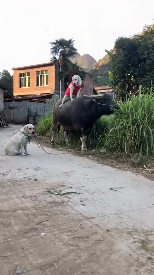 狗子放牛老牛溜狗