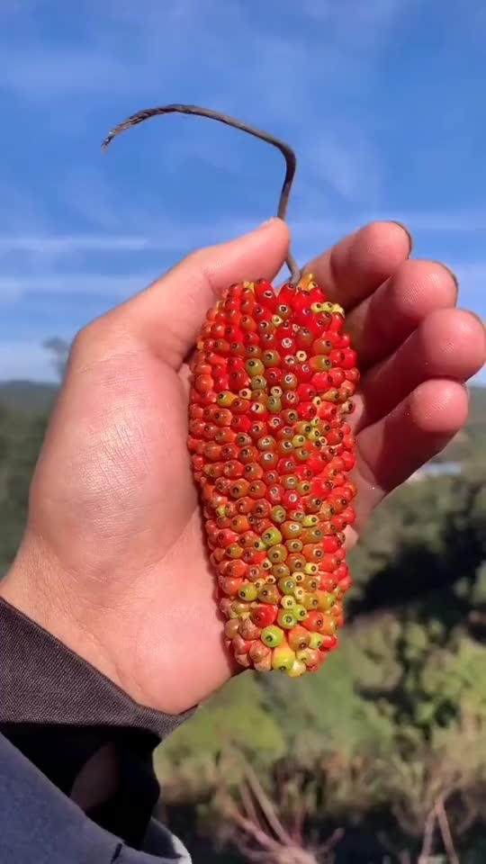 活了半辈子,第一次见这么奇葩的水果,谁知道这是什么吗_手机新浪网