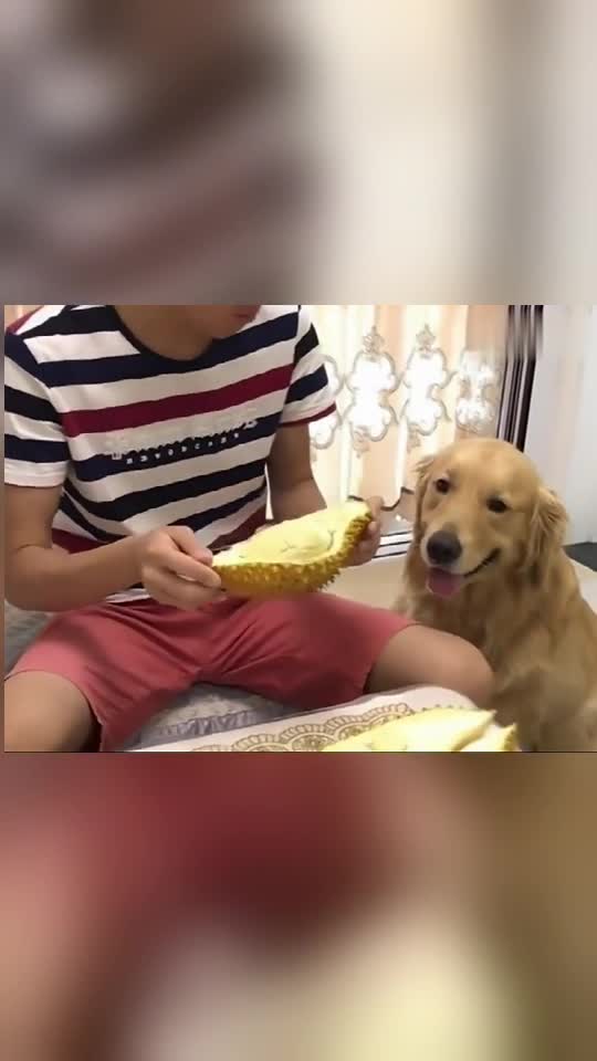 爸爸嫌榴莲味道不纯金毛蛋黄给他想了个办法爸爸知道后吐了