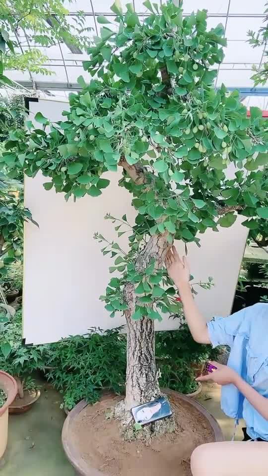 银杏盆景(银杏盆景图片)