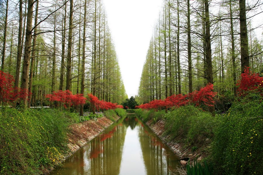 上海热门旅游景点崇明东平国家森林公园旅游攻略低音号语音导游