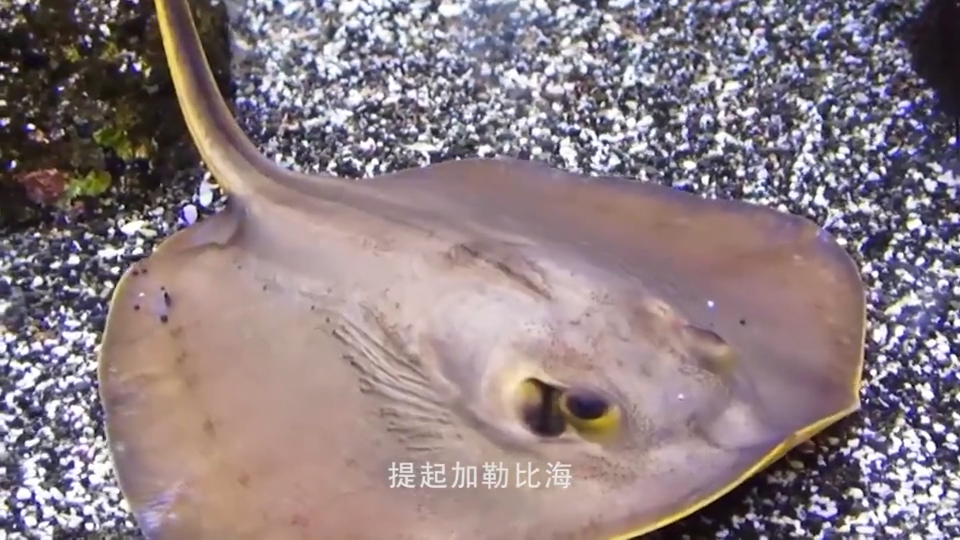 世界上最大的淡水鱼—赤魟,长相极其怪异,但是却十分招人喜欢