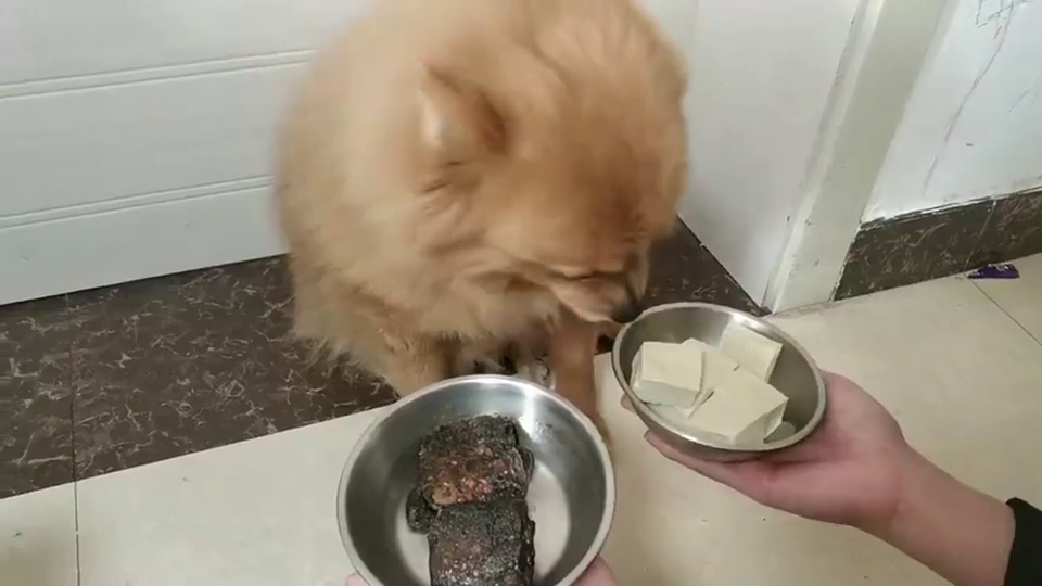 二哈超爱吃臭豆腐,但吃多了上头,连狗盆都给摔了