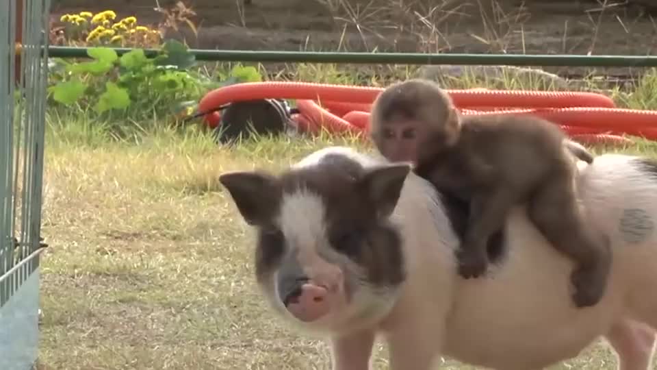 小猴子骑到猪背上,小猪秒变骑士,场面笑翻了