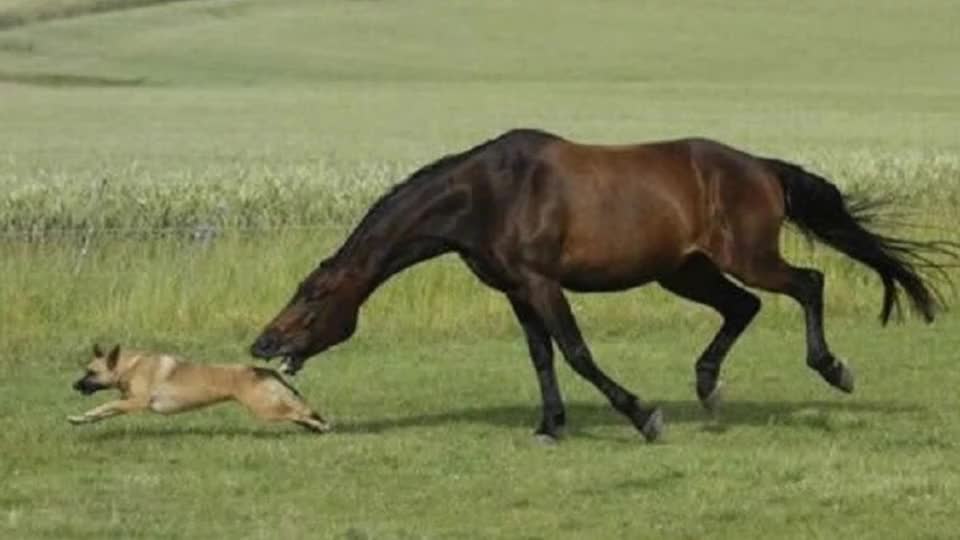 一匹马被5匹狼包围,不知危险还敢挑逗狼,替它捏把汗!